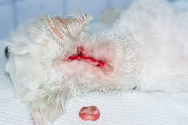Ameliyattan sonra derisinde tümör olan beyaz bir köpeğin yakın plan fotoğrafı.