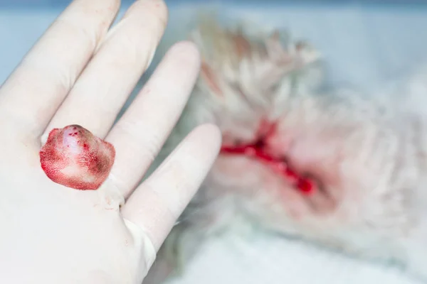 Ameliyattan Sonra Derisinde Tümör Olan Beyaz Bir Köpeğin Yakın Plan — Stok fotoğraf