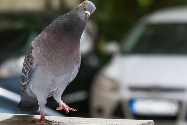 Nahaufnahme Einer Schönen Taube — Stockfoto