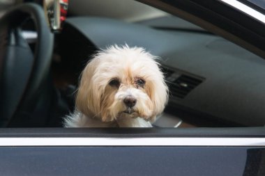 Küçük köpek arabanın camından dışarı bakar.