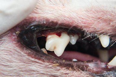 Pulladıktan sonra tartar ya da bakteri plaklı köpek dişleri.