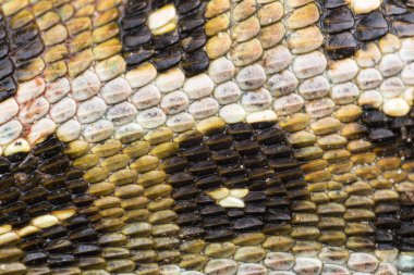 Bir kertenkelenin derisinin makro fotoğrafı