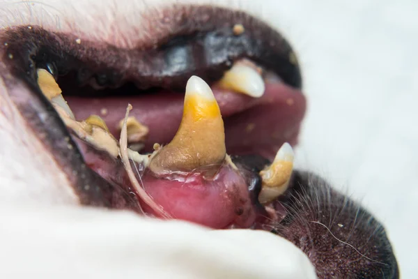 Dientes Perro Con Placa Tártara Bacteriana Antes Flagelación — Foto de Stock
