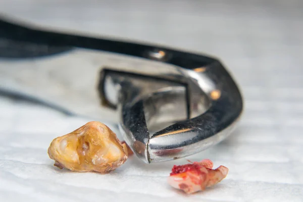 extracted dog teeth and extraction pliers close-up