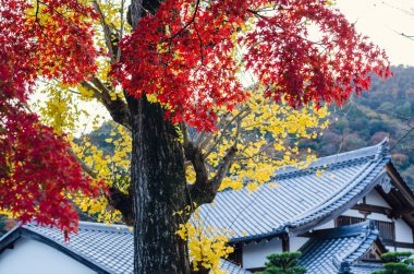 Japonya 'nın sonbaharında Japon tapınağı arka planına sahip renkli akçaağaç yaprakları.