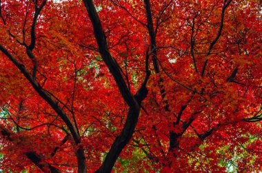 Japonya 'nın Sonbaharında odak ve bulanık akçaağaç yaprakları ağaç arkaplanını bulanıklaştırır.