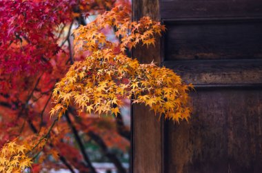 Japonya 'da sonbahar mevsimi geldiğinde sarı ve kırmızı akçaağaç yaprakları ahşap kapılı olur..