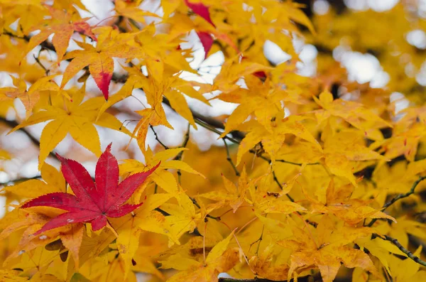 Red maple leaf on yellow maple tree in Autumn season of Japan.