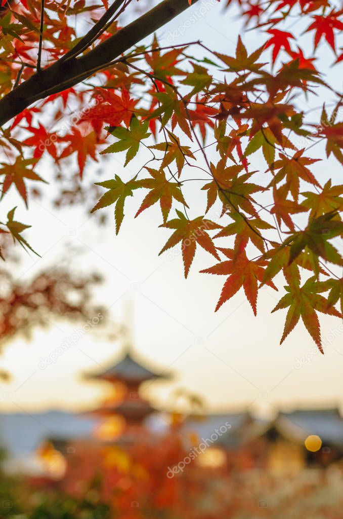 Colorful maple leaves in Autumn season with blurred background of Kiyomizu-dera Temple in Kyoto, Japan.