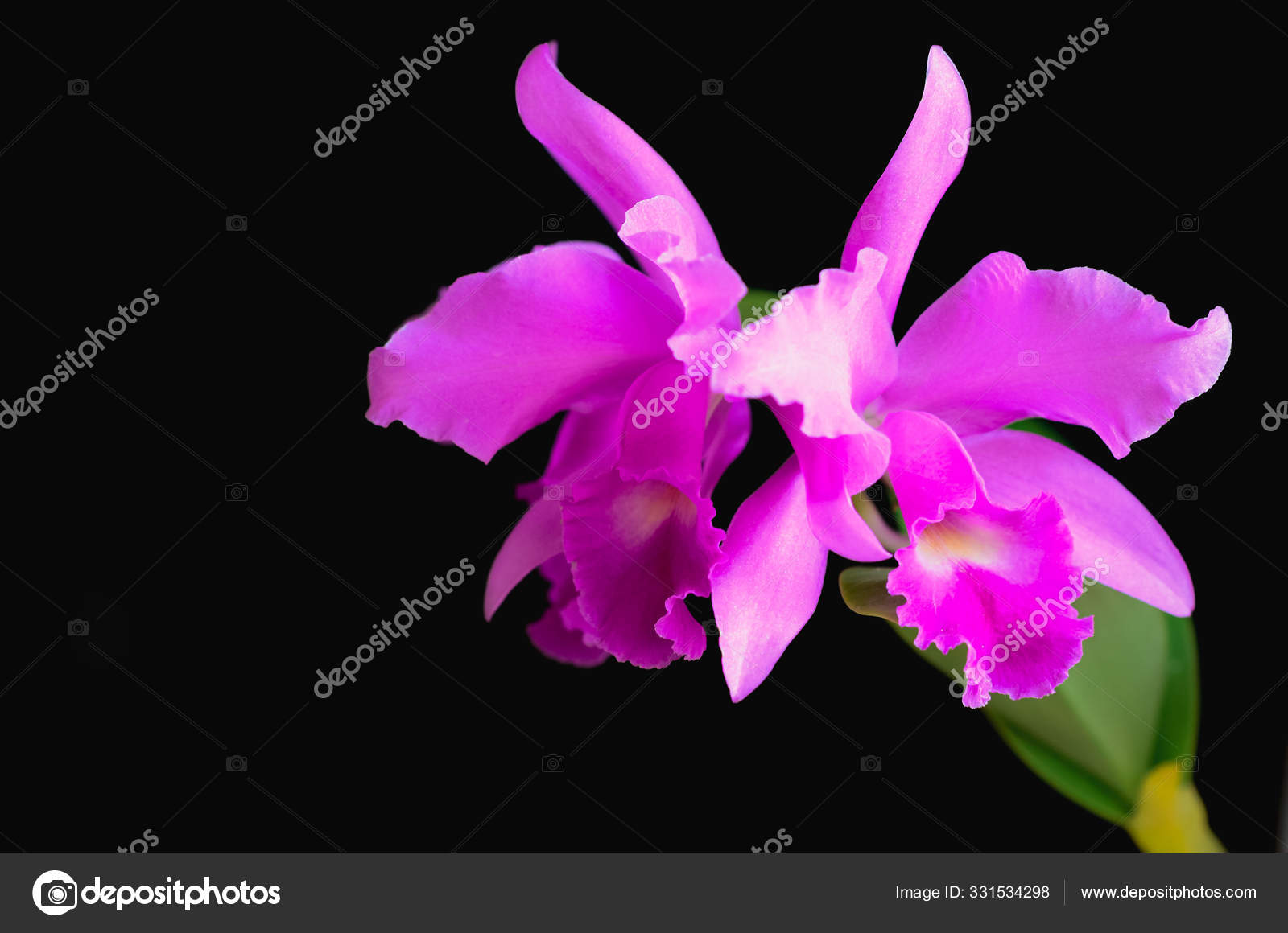 Orquídea negra cattleya fotos de stock, imágenes de Orquídea negra cattleya  sin royalties | Depositphotos