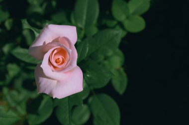 Pink color rose on its tree with dark background.