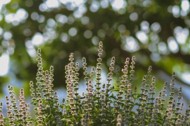Yeşil arka planı olan tatlı fesleğen ağaçları..