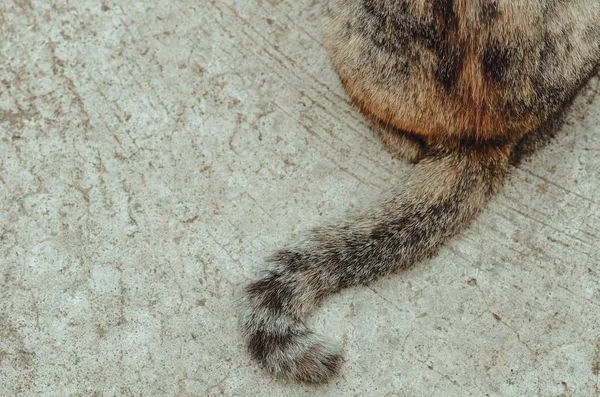 Partial Body Brown Color Domestic Cat — ストック写真