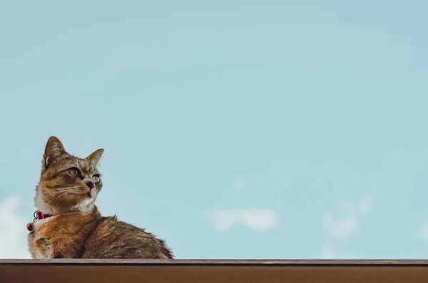 Adorável Gato Doméstico Cor Marrom Sentado Telhado Casa Com Nuvem — Fotografia de Stock