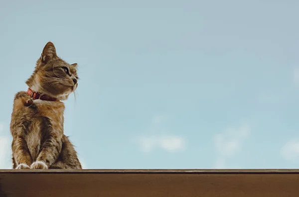Adorável Gato Doméstico Cor Marrom Sentado Telhado Casa Com Nuvem — Fotografia de Stock