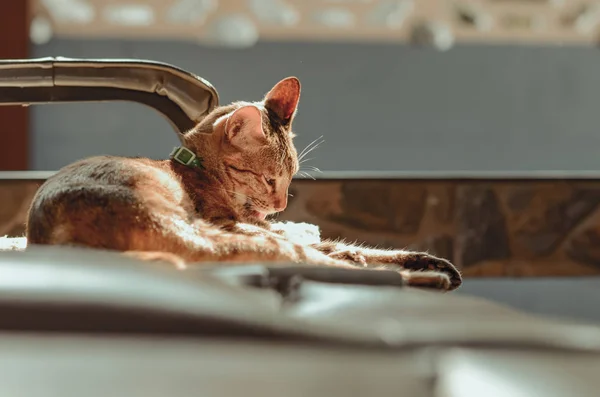 Adorable Gato Doméstico Color Marrón Sentado Solo Limpiando Cuerpo Sofá —  Fotos de Stock