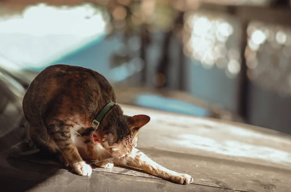 Adorabile Gatto Domestico Colore Marrone Seduto Solo Pulendo Suo Corpo — Foto Stock