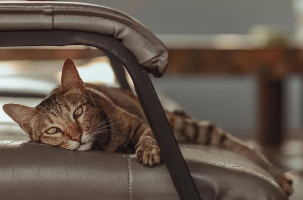 Adorable Gato Doméstico Color Marrón Mirando Cámara Mientras Duerme Solo —  Fotos de Stock