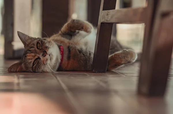 Kucing Domestik Warna Coklat Manis Santai Lantai Rumah — Stok Foto