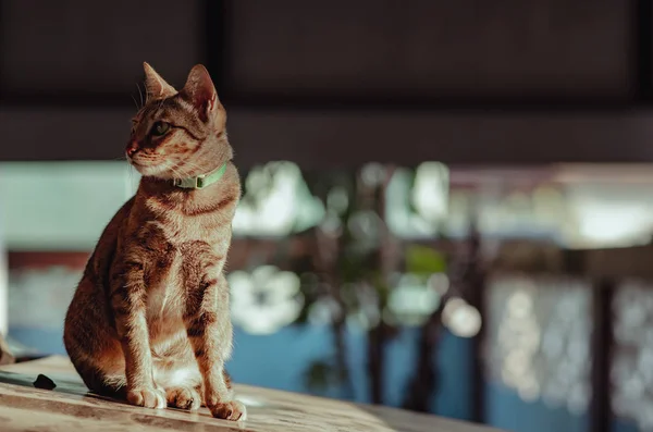 Adorable Gato Doméstico Color Marrón Sentado Solo Capó Del Coche —  Fotos de Stock