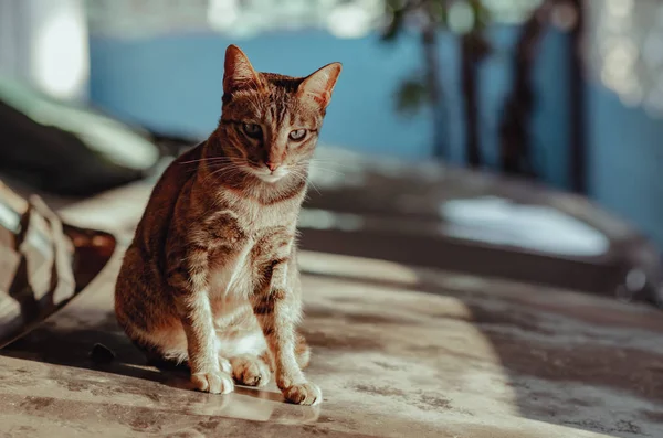 Adorable Brown Color Domestic Cat Sitting Alone Old Car Bonnet — 스톡 사진