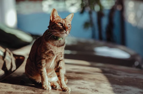 Adorable Brown Color Domestic Cat Sitting Alone Old Car Bonnet — 스톡 사진