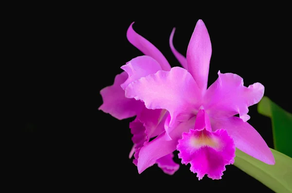 深色背景下的粉红色和紫色仙人掌兰花 — 图库照片