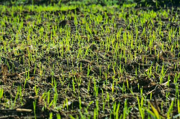 Fokussiert Und Verklumpt Von Grünen Kleinen Bäumen Wachsen Aus Dem — Stockfoto