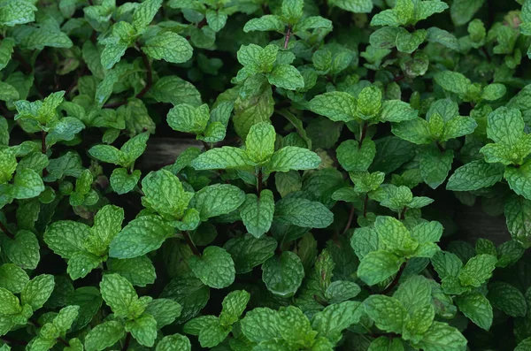 Peppermint Leaves Garden — Stock Photo, Image