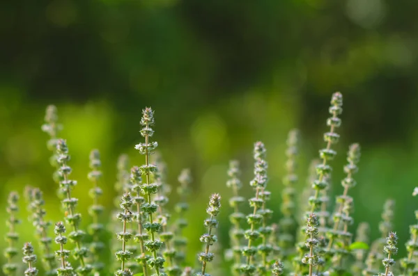 Flores Albahaca Dulce Con Fondo Verde —  Fotos de Stock
