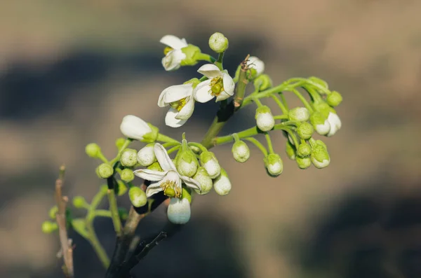 Białe Kwiaty Owoców Pomelo — Zdjęcie stockowe