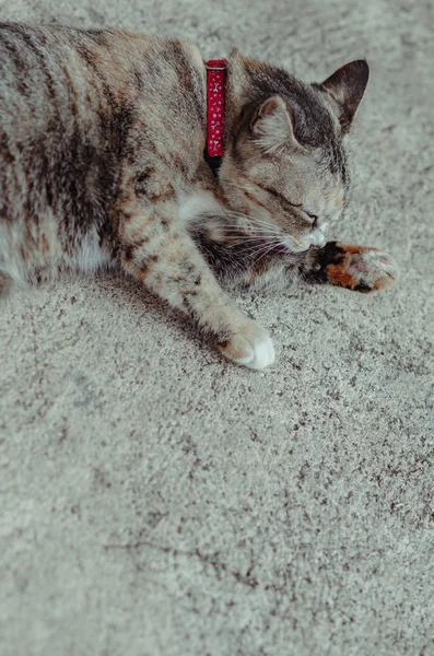 Adorabile Gatto Domestico Colore Marrone Seduto Solo Che Pulisce Suo — Foto Stock