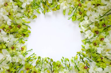 White and green orchid flowers put on white background for spring blossom photo concept.
