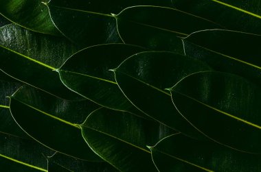 Fresh green Rubber tree leaves for background photo concept.