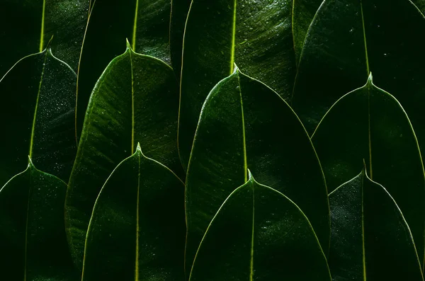 Fresh Green Rubber Tree Leaves Background Photo Concept — Stockfoto