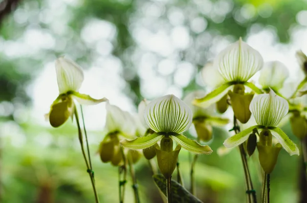 Kolorowy Pantofelek Paphiopedilum Lub Orchidea Kwitnąca Ogrodzie — Zdjęcie stockowe