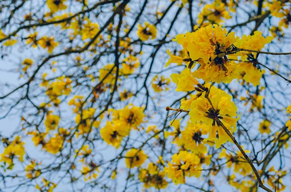 Tabebuia Aurea Květiny Kvetoucí Jeho Větvích Stromů Jasně Modrou Oblohou — Stock fotografie