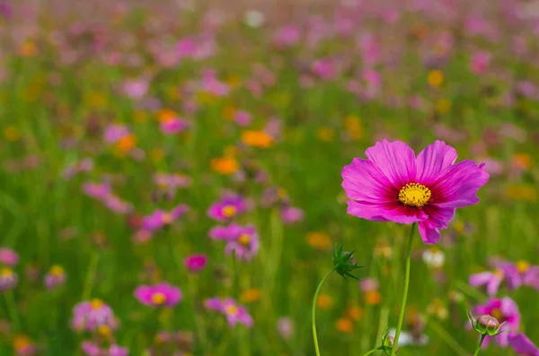 Kosmos Blumen Mit Buntem Hintergrund Für Frühlingsblumen Konzept — Stockfoto