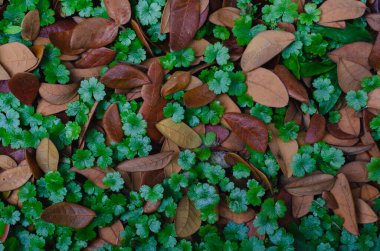 Arka plan konsepti olarak kurumuş yağmur ağacı yapraklarıyla (Hydrocotyle sibthorpioides) çimenlik Pennywort ağacı (Hydrocotyle sibthorpioides).