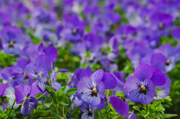 Fioletowy Rogaty Pansy Kwiaty Ogrodzie Dla Koncepcji Sezonu Wiosennego — Zdjęcie stockowe
