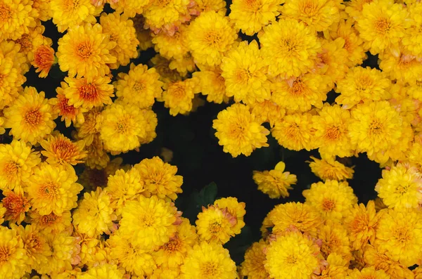 Bush Flores Amarelas Crisântemo Para Conceito Estação Primavera — Fotografia de Stock