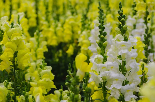 Colorful Snapdragon Flowers Garden Spring Season Concept — Stock Photo, Image