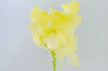 Frangipani ya da Plumeria çiçeği yaz mevsiminde suda sarı poster rengini çözme, soyut ve arka plan kavramına odaklı.