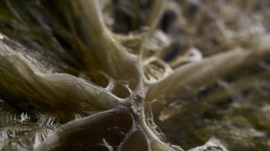 Citrus. Limon ve greyfurttan açık ve şeffaf