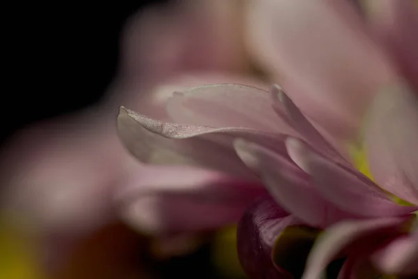 fresh and dry flowers is colourful and sharpen