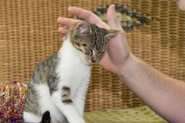 Tres meses viejo gatito disfruta a ser acariciado . — Foto de Stock