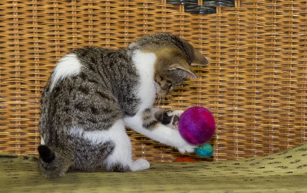 12 hafta eski yavru kedi ile bir top oynuyor. — Stok fotoğraf