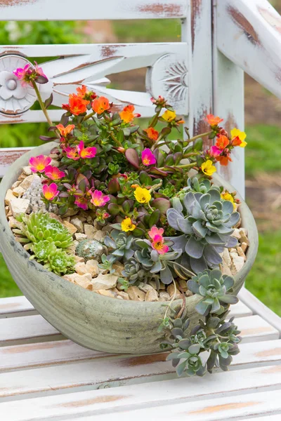 A earthen flowerpot with rock garden plants. — Stock Photo, Image
