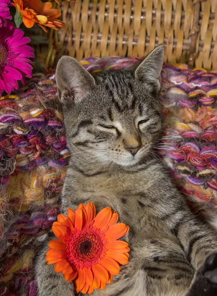 Dulce gatito de 12 semanas con una flor . — Foto de Stock