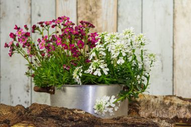 Flowers are planted in a vintage flowerpot. clipart